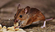 24 Hour & Emergency Exterminators in Shannon Hills, AR